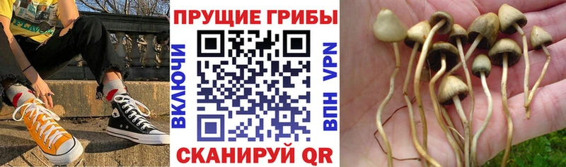 где купить наркоту  Нерехта  Галлюциногенные грибы Cubensis 