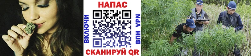купить наркотики сайты  Нерехта  Конопля THC 21% 